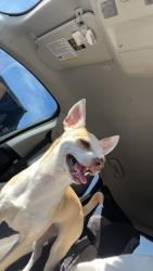 Lost Female Dog last seen Cr 1126 and cr 1125 in Fruitvale, Texas, Fruitvale, TX 75127