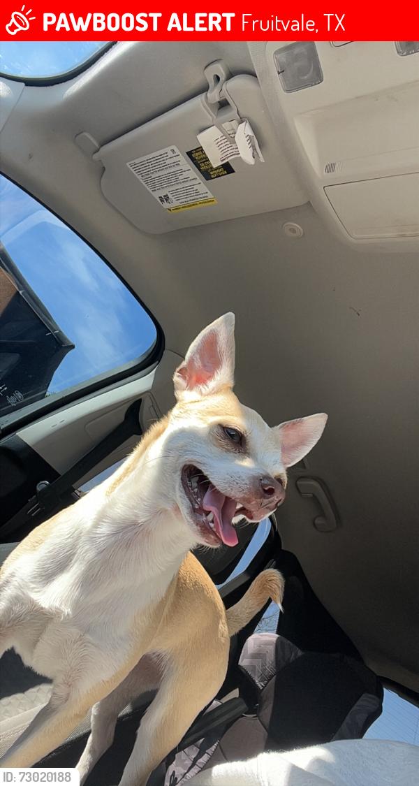 Lost Female Dog last seen Cr 1126 and cr 1125 in Fruitvale, Texas, Fruitvale, TX 75127