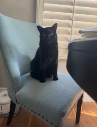 Lost Female Cat last seen Seacliff Village , Huntington Beach, CA 92647
