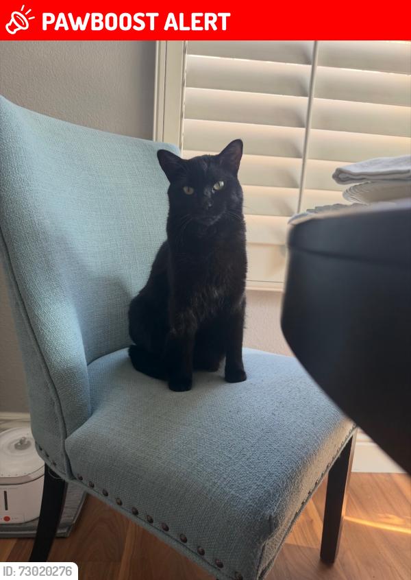 Lost Female Cat last seen Seacliff Village , Huntington Beach, CA 92647