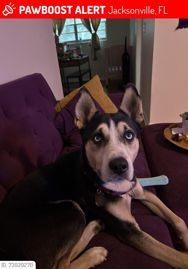 Lost Male Dog last seen Ambers Blvd , Jacksonville, FL 32210
