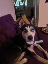 Lost Male Dog last seen Ambers Blvd , Jacksonville, FL 32210