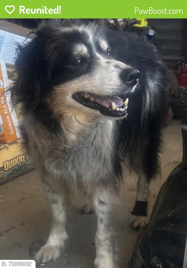 Reunited Unknown Dog last seen Alpine Heights area of South Grade and Little Oaks Lane, Alpine, CA 91901