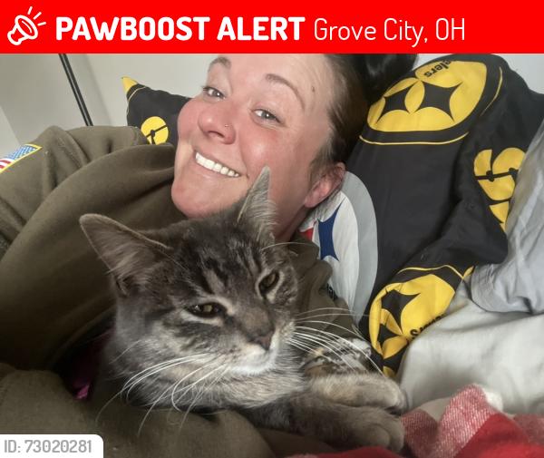 Lost Female Cat last seen Walden bluff ct. or home rd area grove city , Grove City, OH 43123