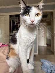 Lost Female Cat last seen near the californians, Fresno, CA 93722