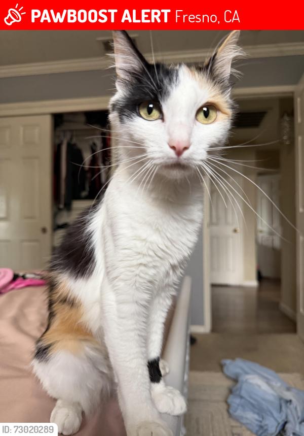 Lost Female Cat last seen near the californians, Fresno, CA 93722