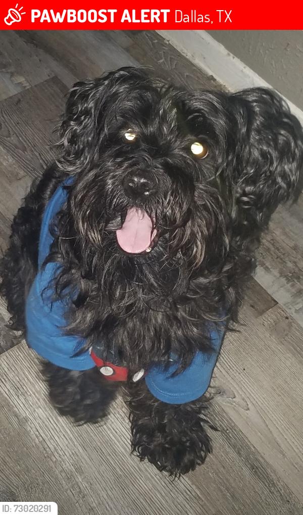 Lost Male Dog last seen 9845starligth rd , Dallas, TX 75220