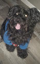 Lost Male Dog last seen 9845starligth rd , Dallas, TX 75220