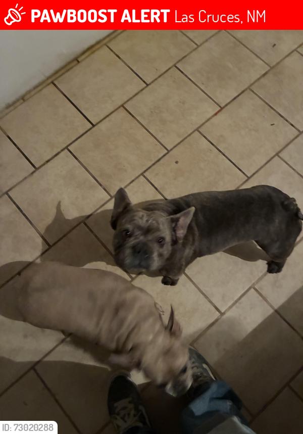 Lost Unknown Dog last seen Blackhawk St, Renteria St, Las Cruces, NM 88001