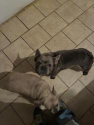 Lost Unknown Dog last seen Blackhawk St, Renteria St, Las Cruces, NM 88001
