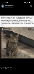 Lost Male Cat last seen Academy Ave, near Citizens Bank, Providence, RI 02908