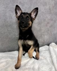 Shelter Stray Female Dog last seen Mockingbird L + Warbler Dr, Desoto, TX, 1150 E Pleasant Run Rd, Cedar Hill, TX 75104, USA