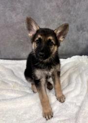 Shelter Stray Female Dog last seen Mockingbird L + Warbler Dr, Desoto, TX, 1150 E Pleasant Run Rd, Cedar Hill, TX 75104, USA
