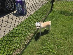 Lost Female Dog last seen Spring hill dr and us 41. Near acadamy sports, Terre Haute, IN 47807