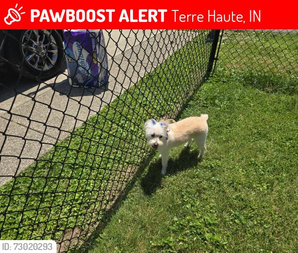 Lost Female Dog last seen Spring hill dr and us 41. Near acadamy sports, Terre Haute, IN 47807
