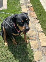 Shelter Stray Female Dog last seen Near REVOLUTIONARY WAY, South District, TX, 355 Hillshire Dr, Haslet, TX 76052, USA