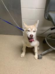 Shelter Stray Male Dog last seen Near Shelton St, East District, TX, 355 Hillshire Dr, Haslet, TX 76052, USA