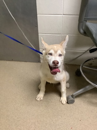 Shelter Stray Male Dog last seen Near Shelton St, East District, TX, 355 Hillshire Dr, Haslet, TX 76052, USA