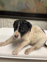 Shelter Stray Female Dog last seen Near W Hammond St, South District, TX, 355 Hillshire Dr, Haslet, TX 76052, USA