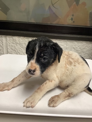 Shelter Stray Female Dog last seen Near W Hammond St, South District, TX, 355 Hillshire Dr, Haslet, TX 76052, USA