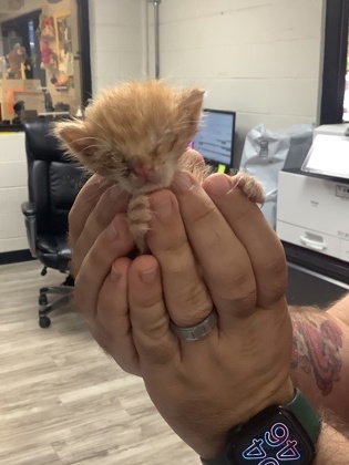 Shelter Stray Male Cat last seen Near Purington Ave, East District, TX, 355 Hillshire Dr, Haslet, TX 76052, USA