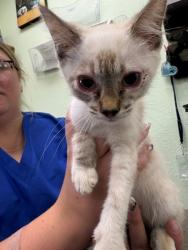 Shelter Stray Female Cat last seen Near Blk of Williams, District 2 - West Cleburne,, 2375 Service Dr, Cleburne, TX 76033, USA