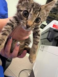 Shelter Stray Male Cat last seen Near Blk of Williams, District 2 - West Cleburne,, 2375 Service Dr, Cleburne, TX 76033, USA