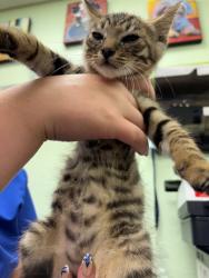 Shelter Stray Male Cat last seen Near Blk of Williams, District 2 - West Cleburne,, 2375 Service Dr, Cleburne, TX 76033, USA