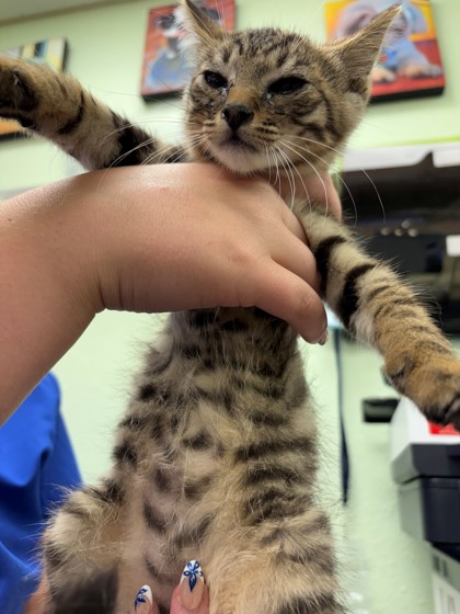 Shelter Stray Male Cat last seen Near Blk of Williams, District 2 - West Cleburne,, 2375 Service Dr, Cleburne, TX 76033, USA