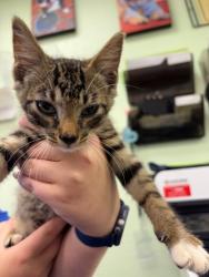 Shelter Stray Male Cat last seen Near Blk of Williams, District 2 - West Cleburne,, 2375 Service Dr, Cleburne, TX 76033, USA
