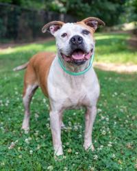 Shelter Stray Male Dog last seen Near Robert E Lee Blvd, 30083, GA, 3280 Chamblee Dunwoody Rd, Chamblee, GA 30341, USA