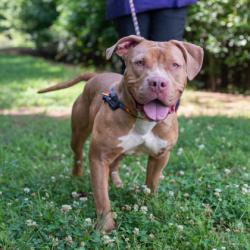 Shelter Stray Female Dog last seen Near Salem Rd Lithonia, 30038, 30038, GA, 3280 Chamblee Dunwoody Rd, Chamblee, GA 30341, USA