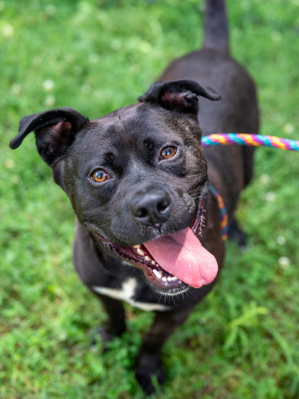 Shelter Stray Male Dog last seen Hollyhock Terrace & Glenwood RdCandler-McAfee, GA, 30032, GA, 3280 Chamblee Dunwoody Rd, Chamblee, GA 30341, USA