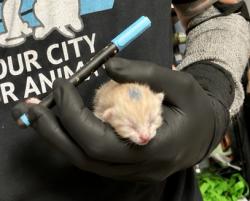 Shelter Stray Male Cat last seen , 30038, GA, 3280 Chamblee Dunwoody Rd, Chamblee, GA 30341, USA