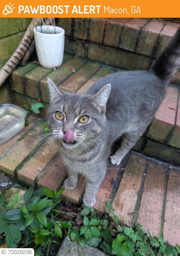 Surrendered Male Cat last seen Herring Drive off Corbin Ave. Behind IVP., Macon, GA 31204