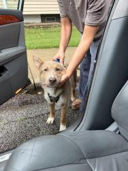 Found/Stray Female Dog last seen Pennsylvania St. and Pleasant Run Prkwy, Indianapolis, IN 46225