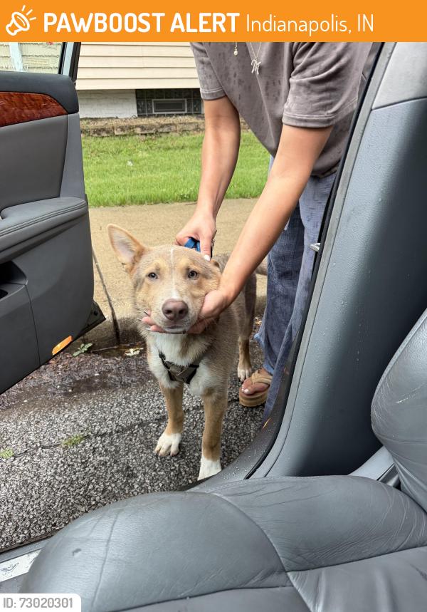 Found/Stray Female Dog last seen Pennsylvania St. and Pleasant Run Prkwy, Indianapolis, IN 46225