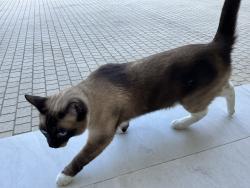 Reunited Male Cat last seen Greenbush ave, Los Angeles, CA 91401