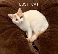 Lost Female Cat last seen Warrior Trail, North of Penny Paws Animal Clinic, across from Prairie Paws adoption center, Grand Prairie, TX 75052