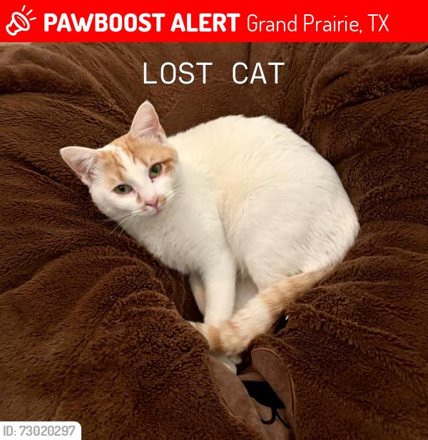 Lost Female Cat last seen Warrior Trail, North of Penny Paws Animal Clinic, across from Prairie Paws adoption center, Grand Prairie, TX 75052