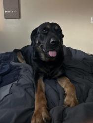 Reunited Female Dog last seen 54th Ave & 4th St - St. Pete, St. Petersburg, FL 33703