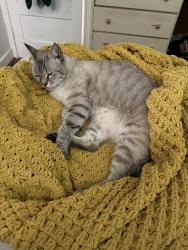 Lost Male Cat last seen Effie, Los Angeles, CA 90026