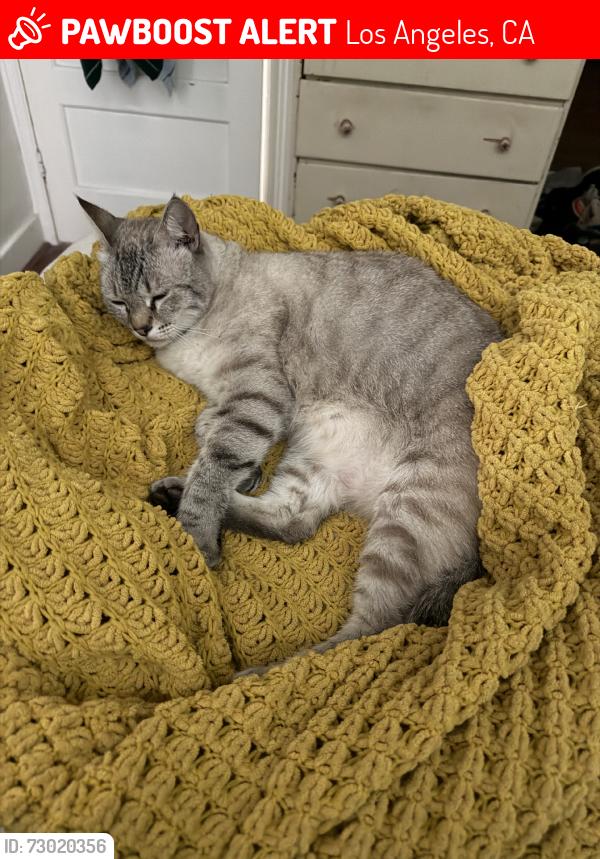 Lost Male Cat last seen Effie, Los Angeles, CA 90026