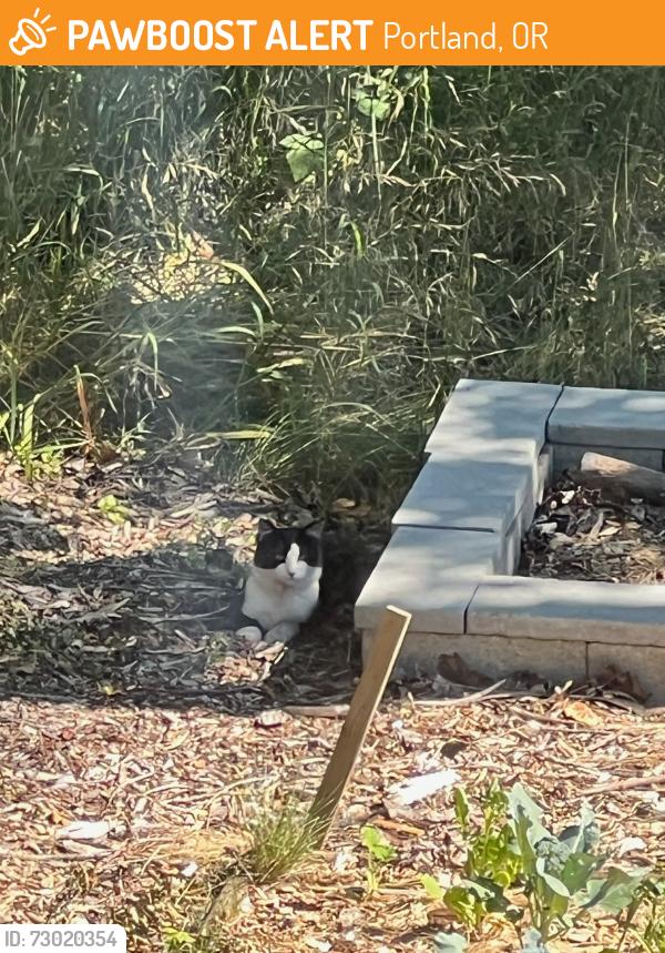 Found/Stray Unknown Cat last seen SE 104th avenue, Portland, OR 97266