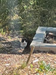 Found/Stray Unknown Cat last seen SE 104th avenue, Portland, OR 97266