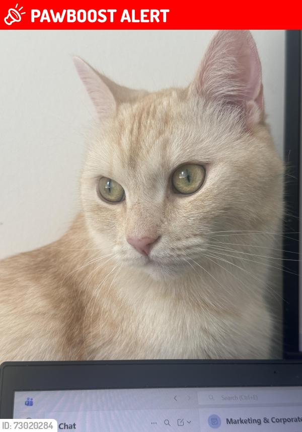 Lost Male Cat last seen Near Yonge and 16th, Richmond Hill, ON L4E 4Y1