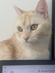 Lost Male Cat last seen Near Yonge and 16th, Richmond Hill, ON L4E 4Y1