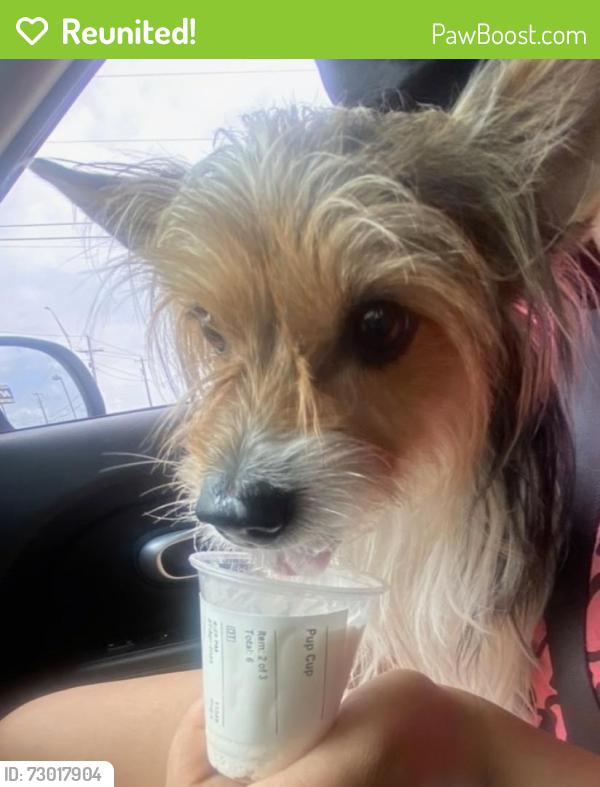 Reunited Female Dog last seen Yi drive off of old fm, Killeen, TX 76549