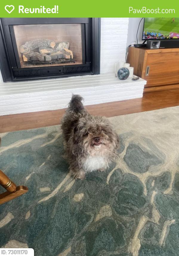 Reunited Male Dog last seen Tacoma Mall, Tacoma, WA 98409