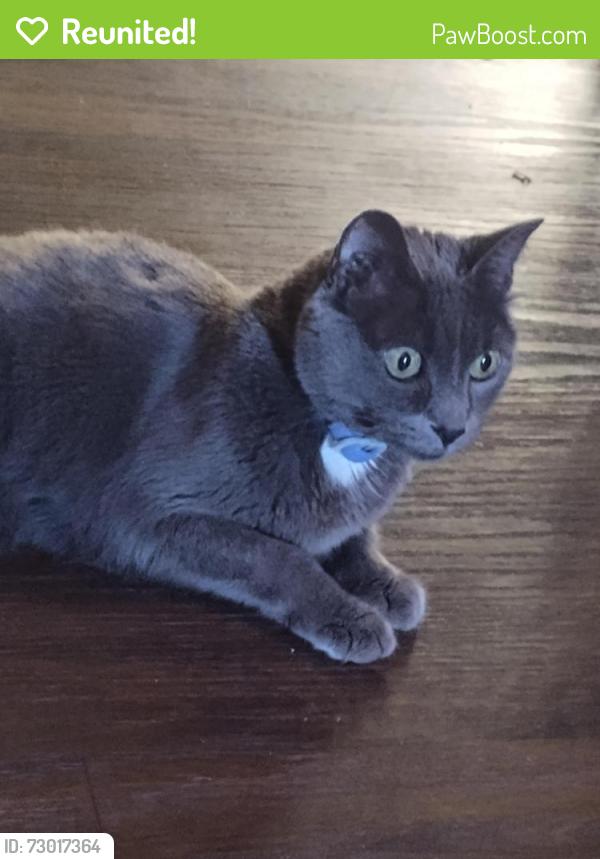Reunited Female Cat last seen Capital Park apmts, Olympia, WA 98502